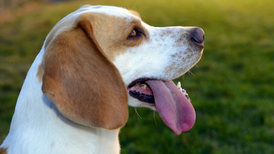 米格鲁猎兔犬高清桌面壁纸