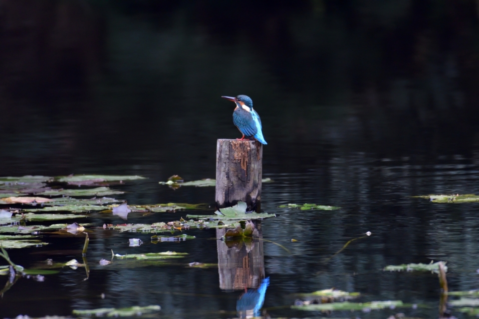 平静湖面木桩站立蓝色羽毛小鸟