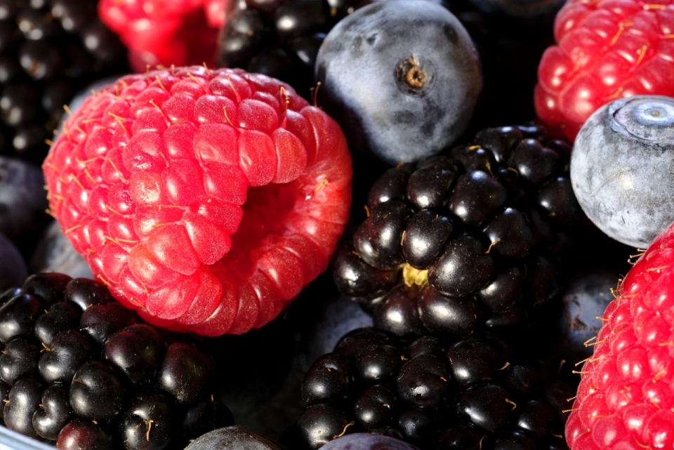 阳光新鲜美味健康蓝莓树莓果实