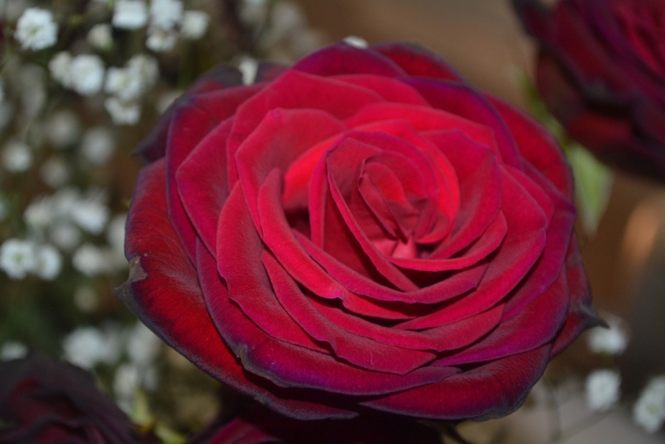 虚化背景室内浪漫美丽红色玫瑰花朵
