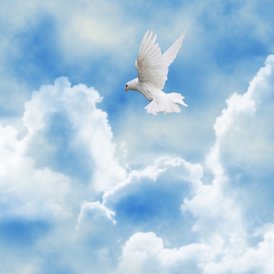 蓝色天空中飞翔白色鸽子鸟类动物