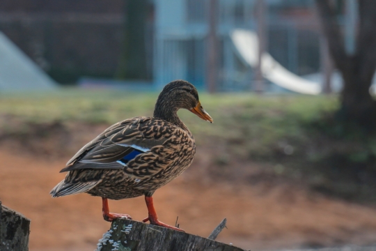 虚化背景阳光户外野生鸟类动物