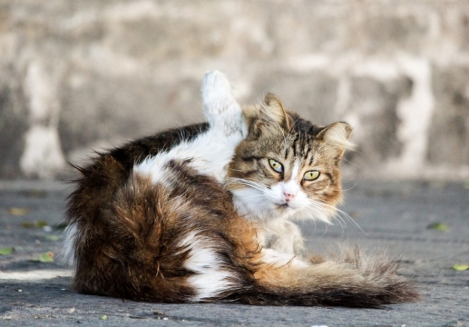 大街地上毛发凌乱挠痒的流浪小猫