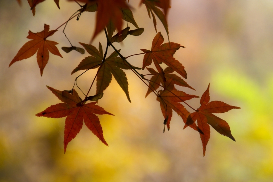 红枫树树叶模糊植物摄影