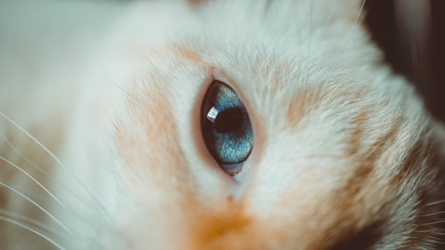 猫咪无水印电脑高清桌面壁纸