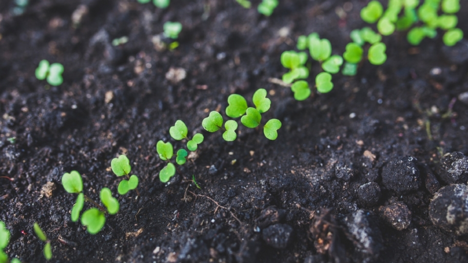 植物幼苗无水印电脑桌面高清壁纸图片