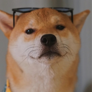 帅气狗狗写真图片