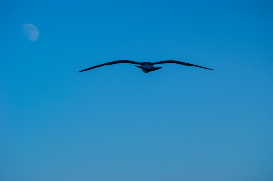蓝色天空飞翔黑色野生鸟类动物