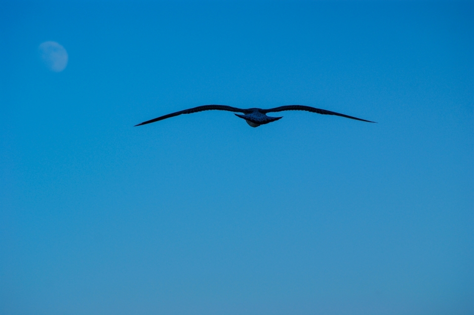 蓝色天空飞翔黑色野生鸟类动物