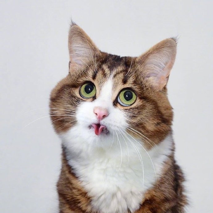 猫咪表情包头像图片