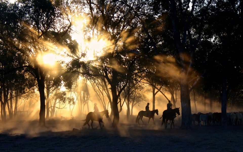 夕阳下暮色森林里骑马赶羊的人