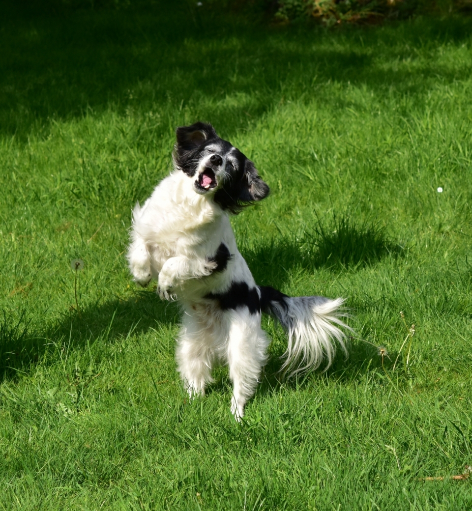 阳光户外自然绿色草坪可爱黑白宠物狗