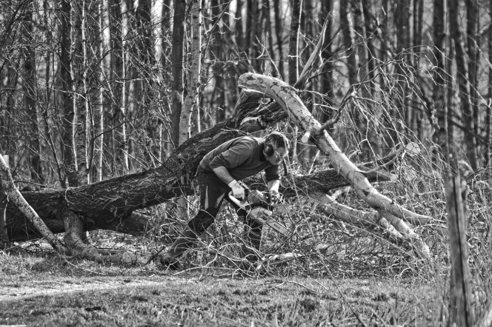 黑白自然树林砍伐树木男性工人