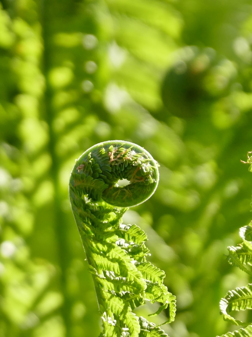 阳光户外自然森林绿色发芽植物高清图片下载_生物植物