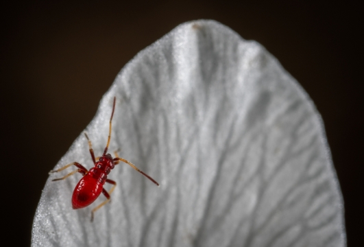 花瓣枝叶蚂蚁白色清新文艺