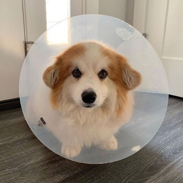 萌萌的小柯基写真图片