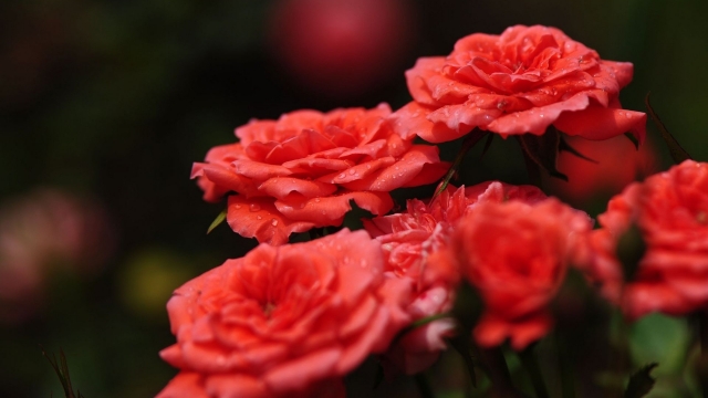 好看的唯美花朵绿色植物护眼桌面壁纸