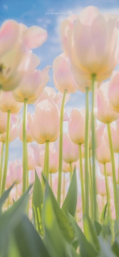 唯美郁金香手机壁纸