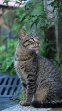 台阶蹲坐乖巧猫咪高清特写