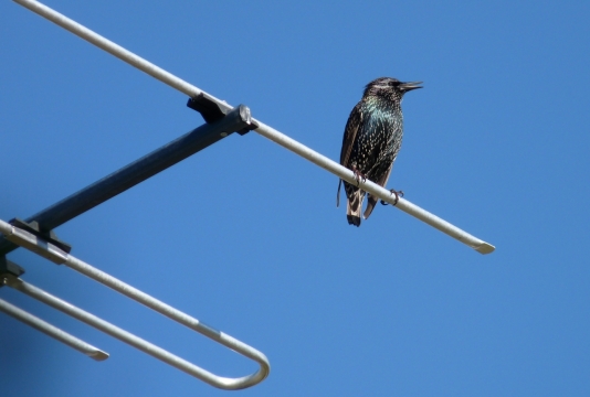 阳光蓝色天空天线上野生鸟类动物
