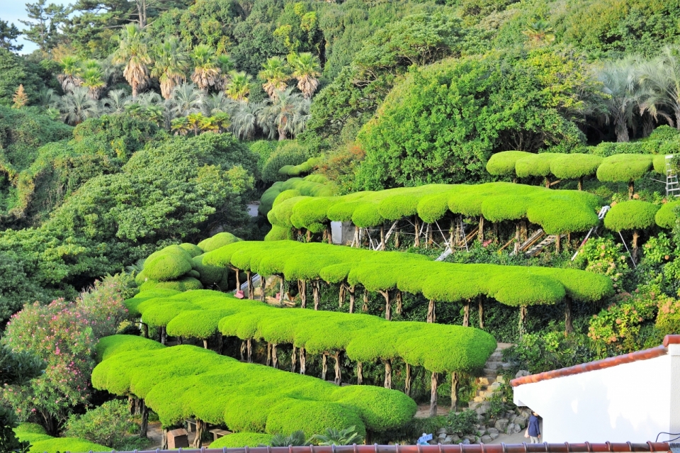 绿色森林乡村自然风景