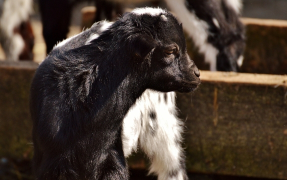阳光自然户外野生黑色山羊动物