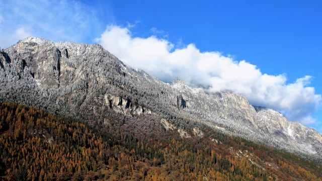 蔚蓝天空下树林密布山顶积雪的山脉