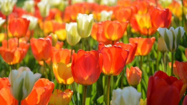 郁金香唯美漂亮自然风光优美风景