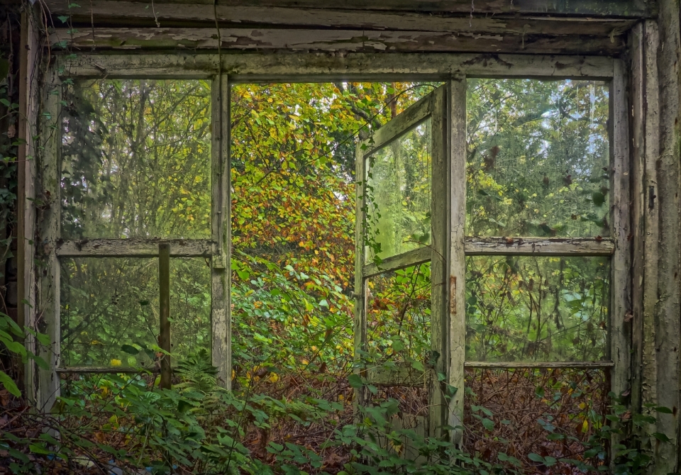 年久失修的房屋中灌木丛生的窗户