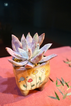 黑色背景红色桌面上黄色花盆多肉植物