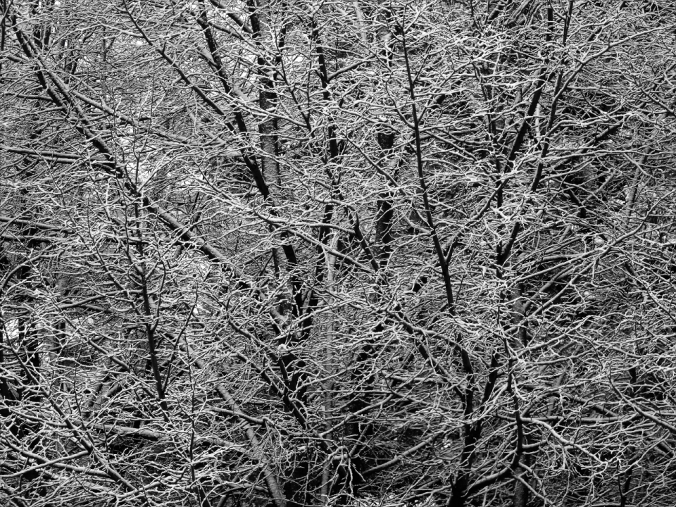 公园中树枝结冰的枯枝