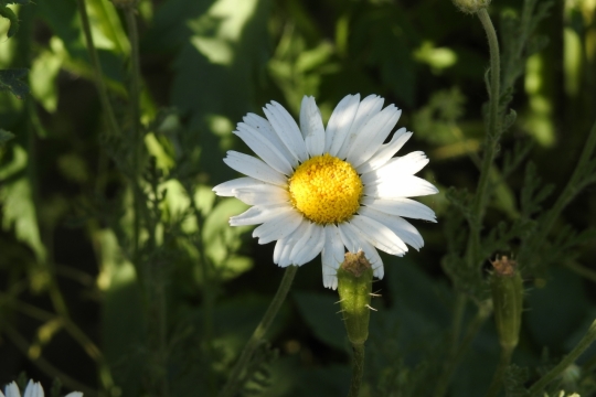 自然户外绿色草坪白色花朵自然植物