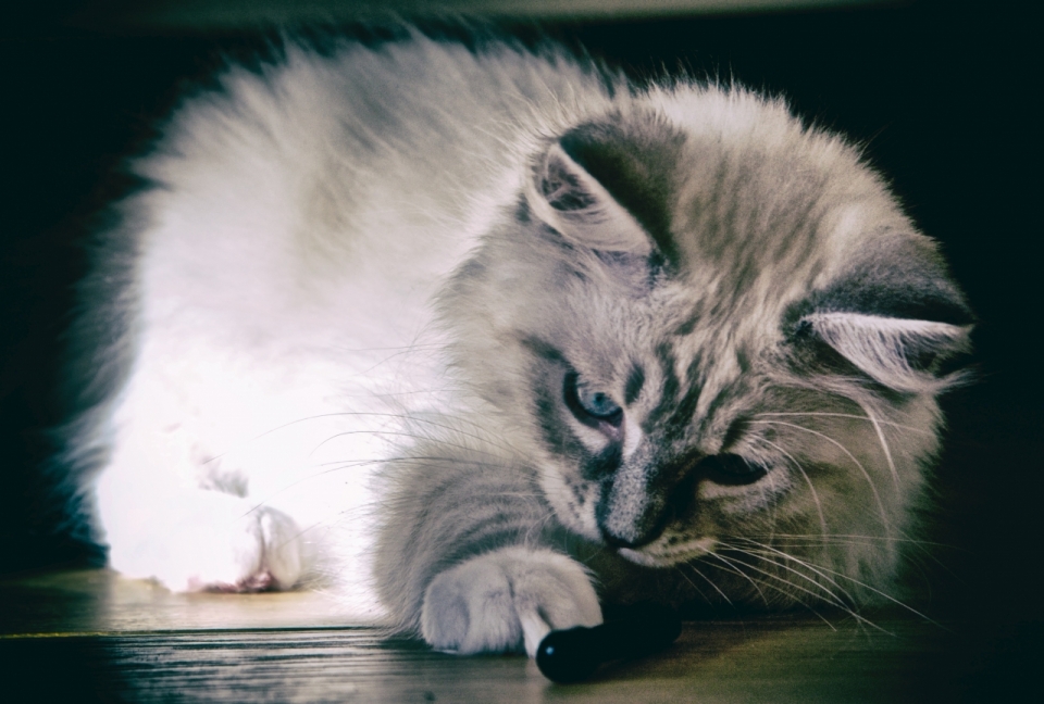 室内木桌上玩耍可爱灰色长毛小猫