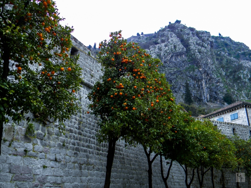 户外山坡种植橘子果树果园风景