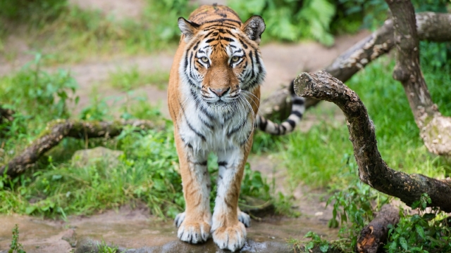 威武霸气的老虎自然风光优美风景高清桌面壁纸