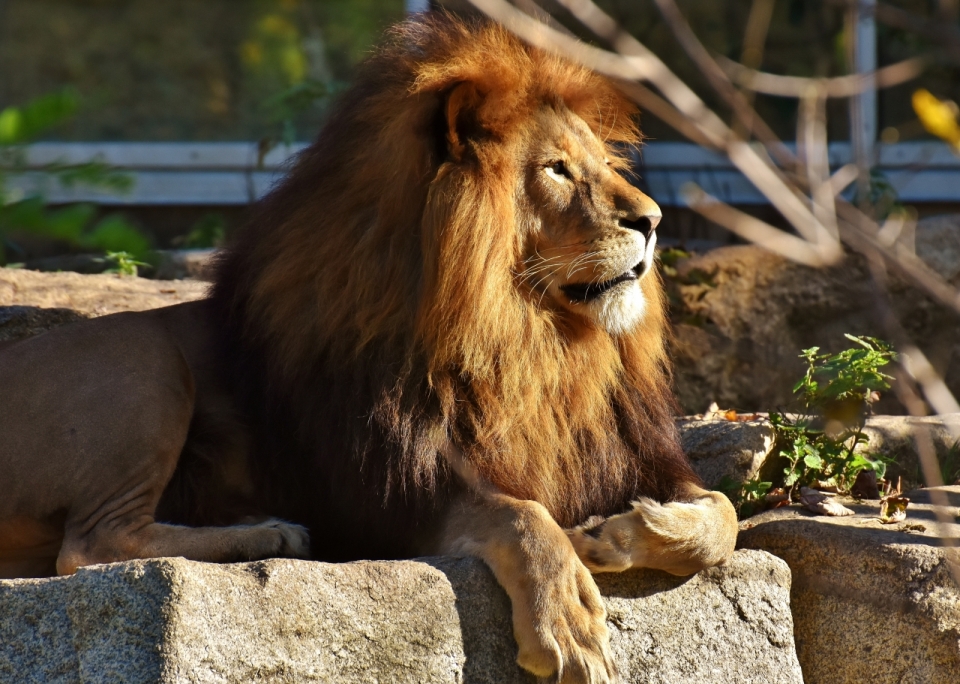 趴在石头上晒太阳的金毛雄狮动物摄影