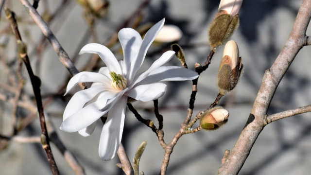 玉兰花无水印电脑桌面高清壁纸图片
