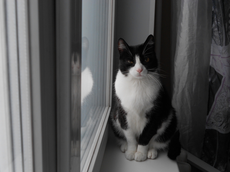 室内窗台边黑色白色毛黄色眼睛可爱猫