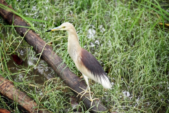 站在池塘边木头上的池鹭摄影