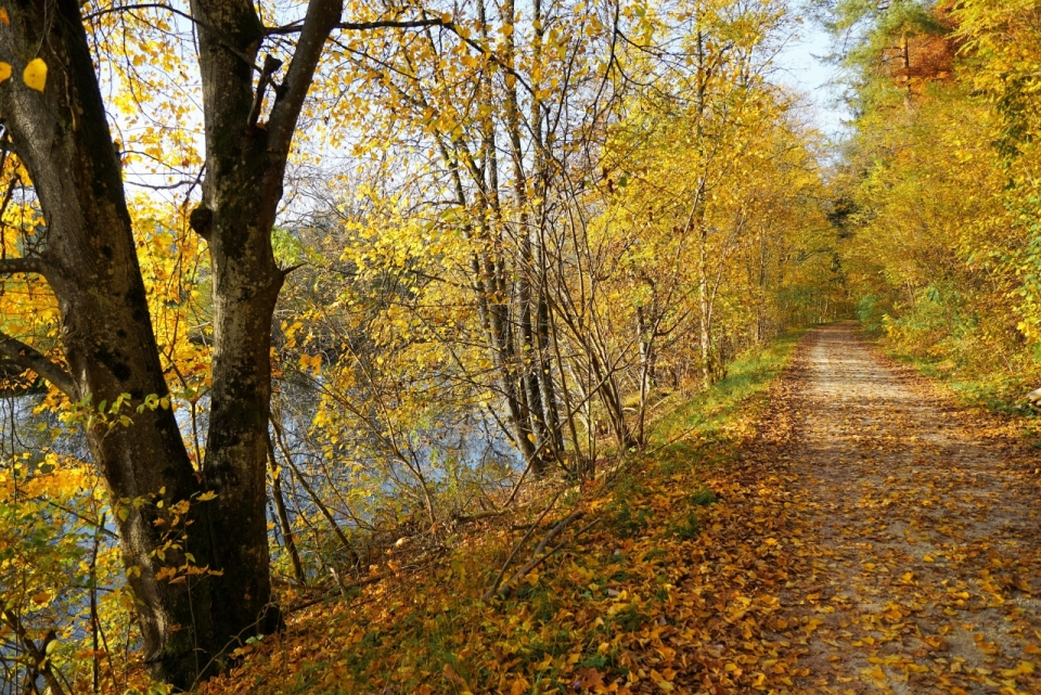 秋天河边树木小路满是枯黄落叶