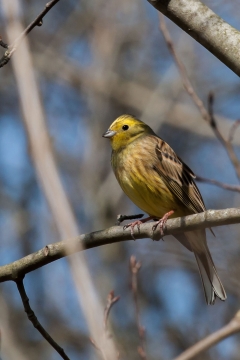 蓝色天空自然树木树枝野生鸟类动物