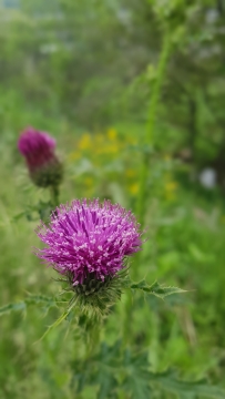 户外田野紫色花朵开放美景