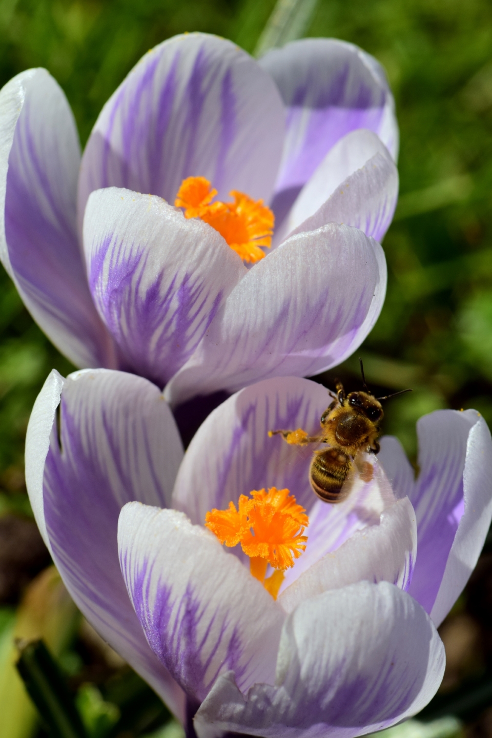 微距摄影_虚化背景户外自然紫色花朵植物间蜜蜂