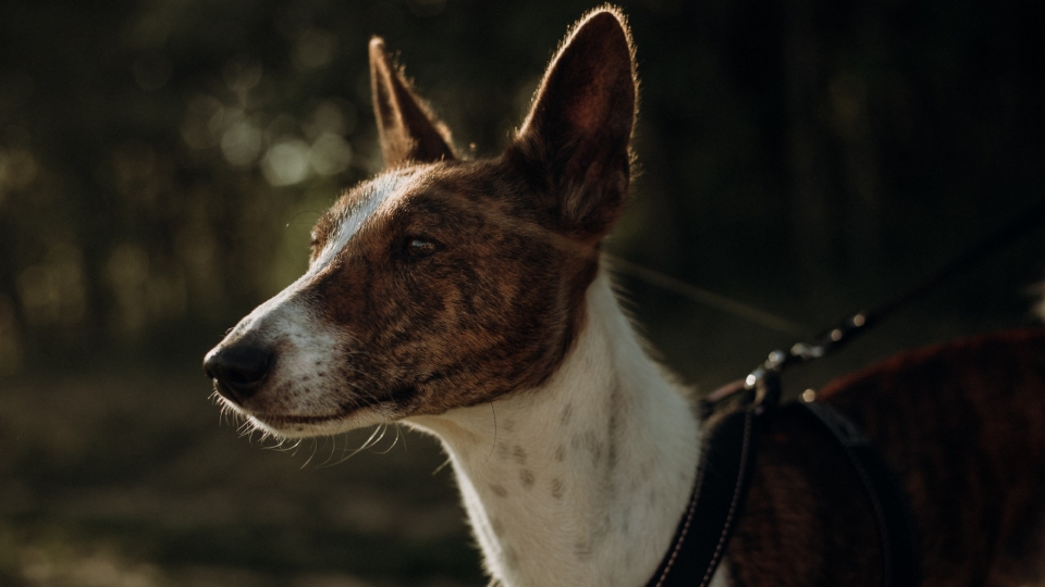 巴仙吉犬高清桌面壁纸