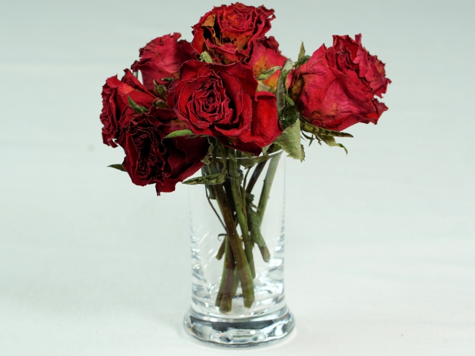 白色背景插在玻璃杯中的玫瑰花