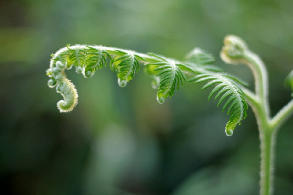 微距摄影_虚化背景自然户外发芽绿色植物