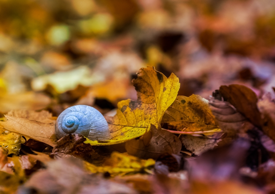 落叶之上缩在壳中的蜗牛
