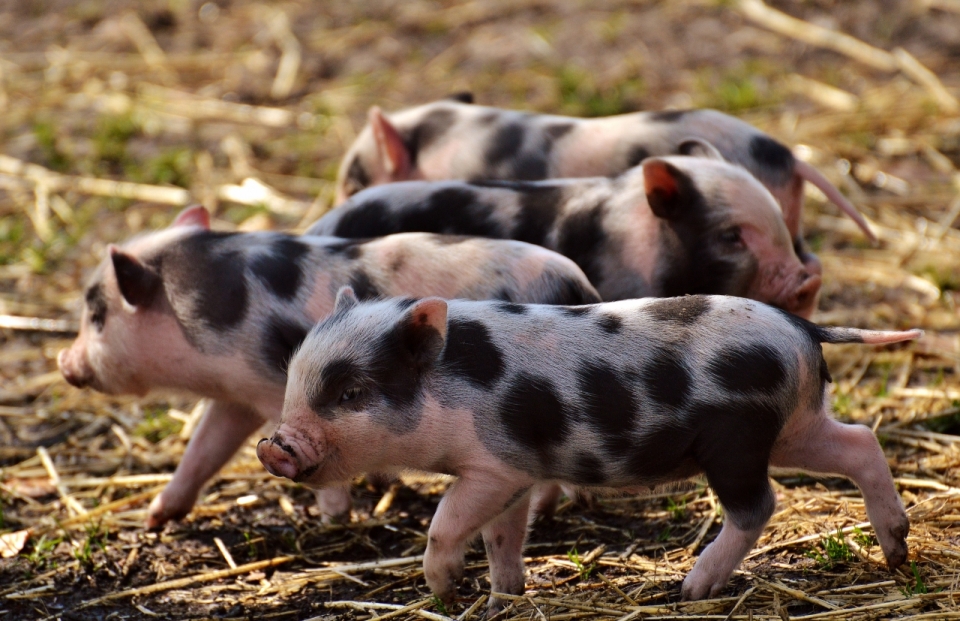 在草地上愉快奔跑的四只小猪