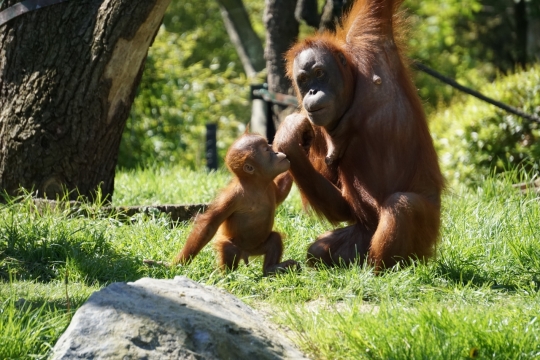 森林草地生活灵巧猩猩动物