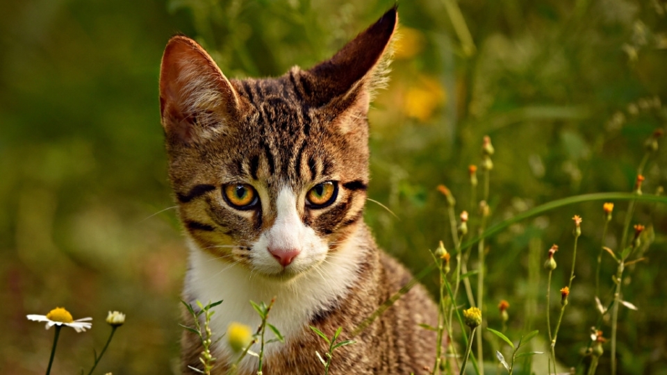 虎斑猫电脑桌面高清壁纸无水印图片